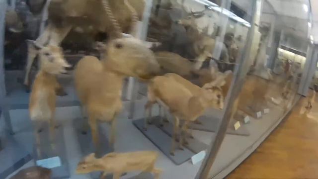 Поход в природоведческий музей смотреть онлайн