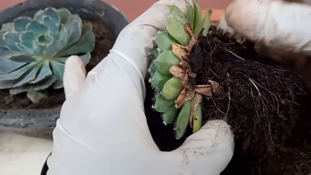 Echeveria Shaviana + Sempervivum ( Dicas de cultivo ) смотреть онлайн