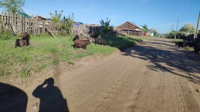 Свиньи гуляют по улице Вьетнамские вислобрюхие Деревенская жизнь смотреть онлайн