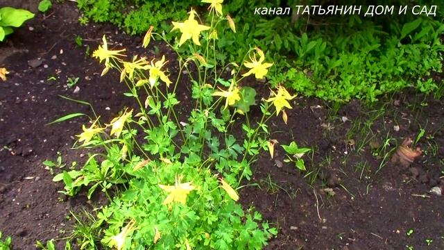 АКВИЛЕГИЯ из семян смотреть онлайн