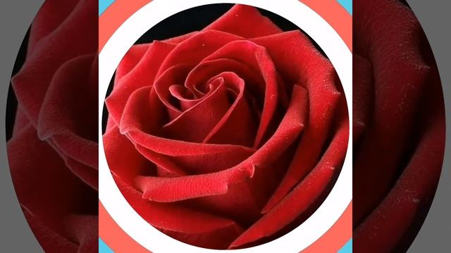 Цветы самой милой и красивой девушке (да да да это тебе солнце) смотреть онлайн