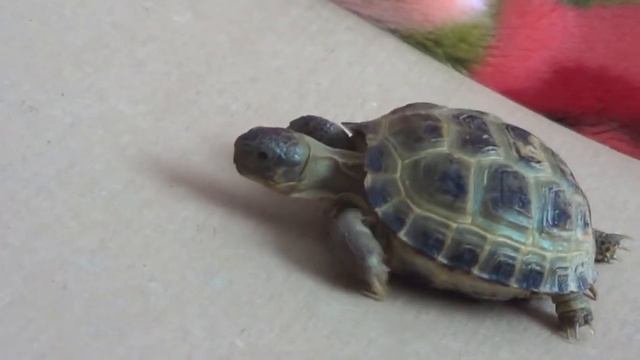 Eye of the turtle смотреть онлайн