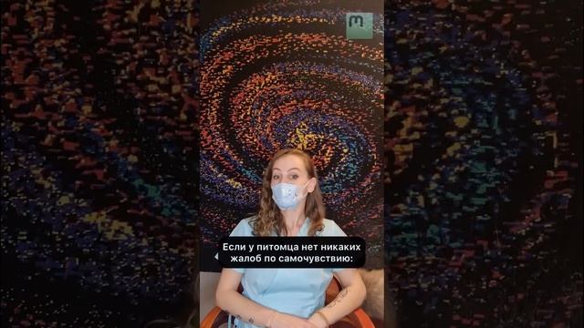 Как часто необходимо проводить осмотр питомца у ветеринарного врача? #ветеринар #коты #кошки