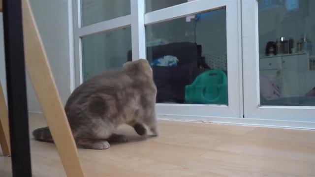 Кот ловит муху смотреть онлайн
