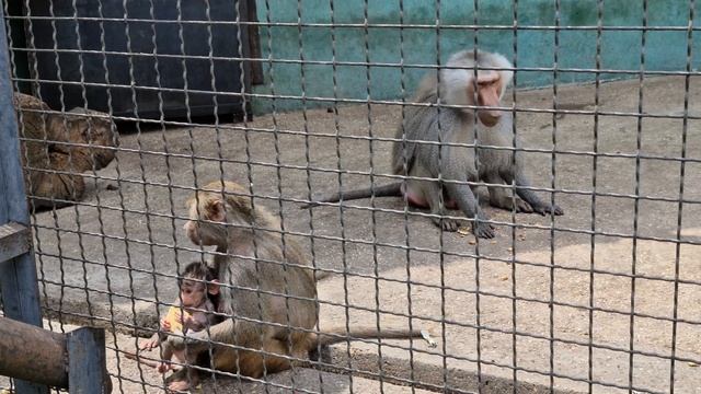 Вожак стаи гамадрилов и малышня! Тайган смотреть онлайн