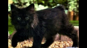 Песенка про черного кота