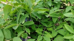 Жимолость Восторг и Уссульга. Урожай 2022