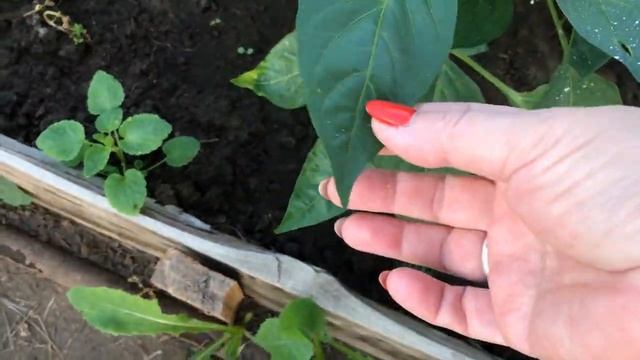 Как спастись от тли На растениях Спасаем перцы Простой способ прибегаем к народным средствам смотреть онлайн