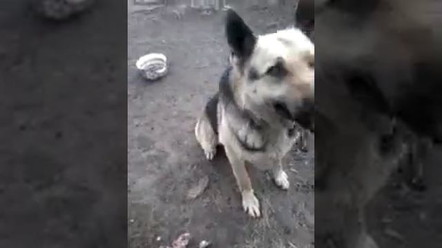 рекс выполняет команды смотреть онлайн