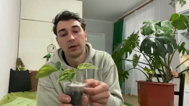 Распаковка!!! Обзор моих новых комнатных растений.￼ Аглонема, филодендрон Неон, Марбл квин. смотреть онлайн