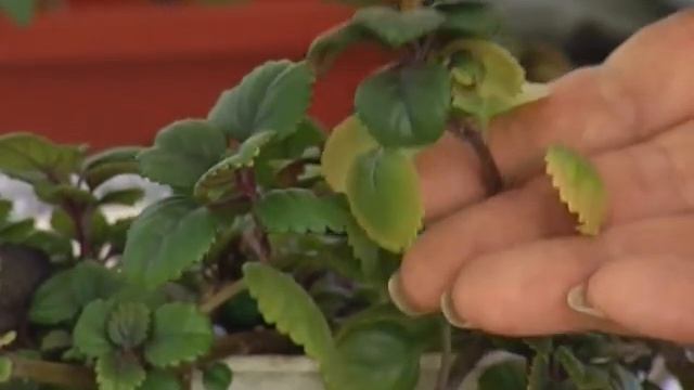 Подкормка растений при поливе. Снижение кислотности воды и обогащение витаминами смотреть онлайн