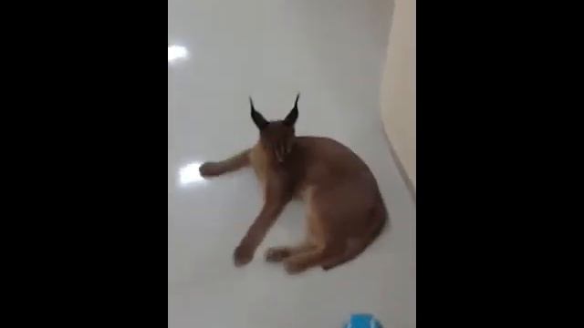 Игра каракала в мяч. смотреть онлайн