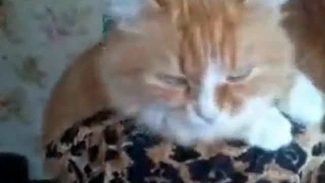 Как научить кошку разговаривать смотреть онлайн