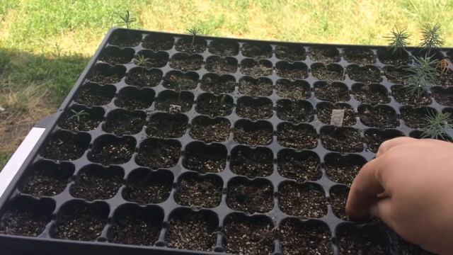 Хвойные из семян / 1часть Тонкости выращивания. Мой опыт выращивания хвойных для сада с нуля смотреть онлайн