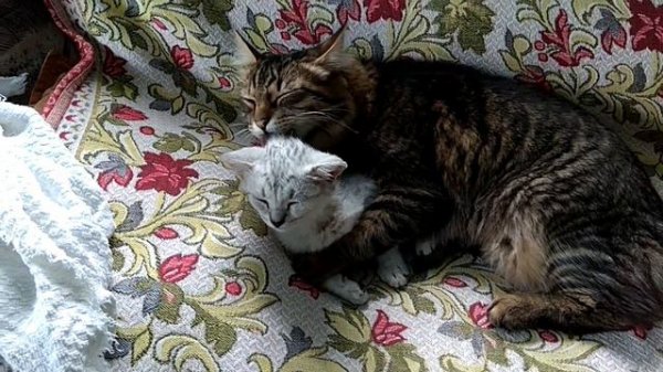 Лучшие друзья