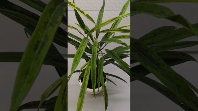 Фикус Али Амстел Грин Голд #комнатныерастения #фикусы #растения смотреть онлайн