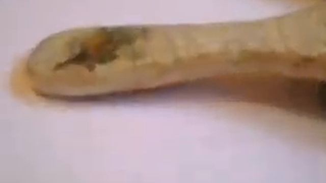 Щетки для волос смотреть онлайн