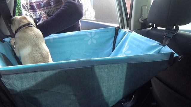 Как перевозить ЩЕНКА в машине. МОПС, воспитание, уход и дрессировка. смотреть онлайн