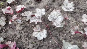 Гейхера через десять дней после деления куста....