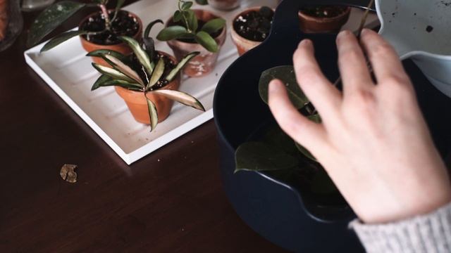Relaxing WINTER HOUSEPLANT CARE | Repotting my HOYAS | Growing STEPHANOTIS Floribunda From Seed смотреть онлайн