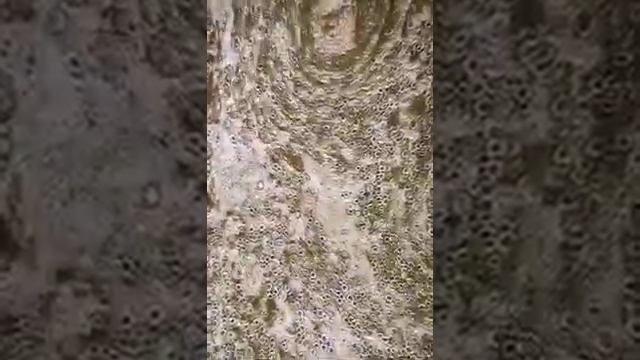 Жизнь внутри яйца насекомого - Листоеда смотреть онлайн