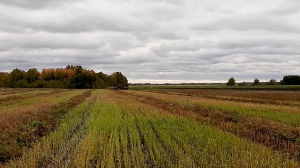 Самоходная косилка Палессе CS200 гречиха на свал