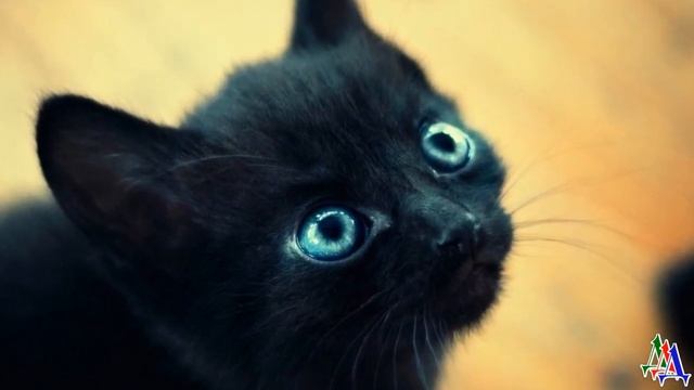 - Знакомься, это киса Дунечка! - сказала хозяйка. КОТ Кекс хотел возмутиться, но… смотреть онлайн