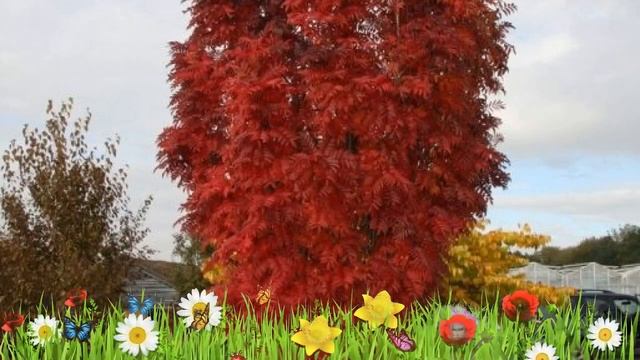 Рябина обыкновенная Отэм Спайр Флэнрок ? Обзор: посадка и уход. крупномеры: описание и особенности смотреть онлайн