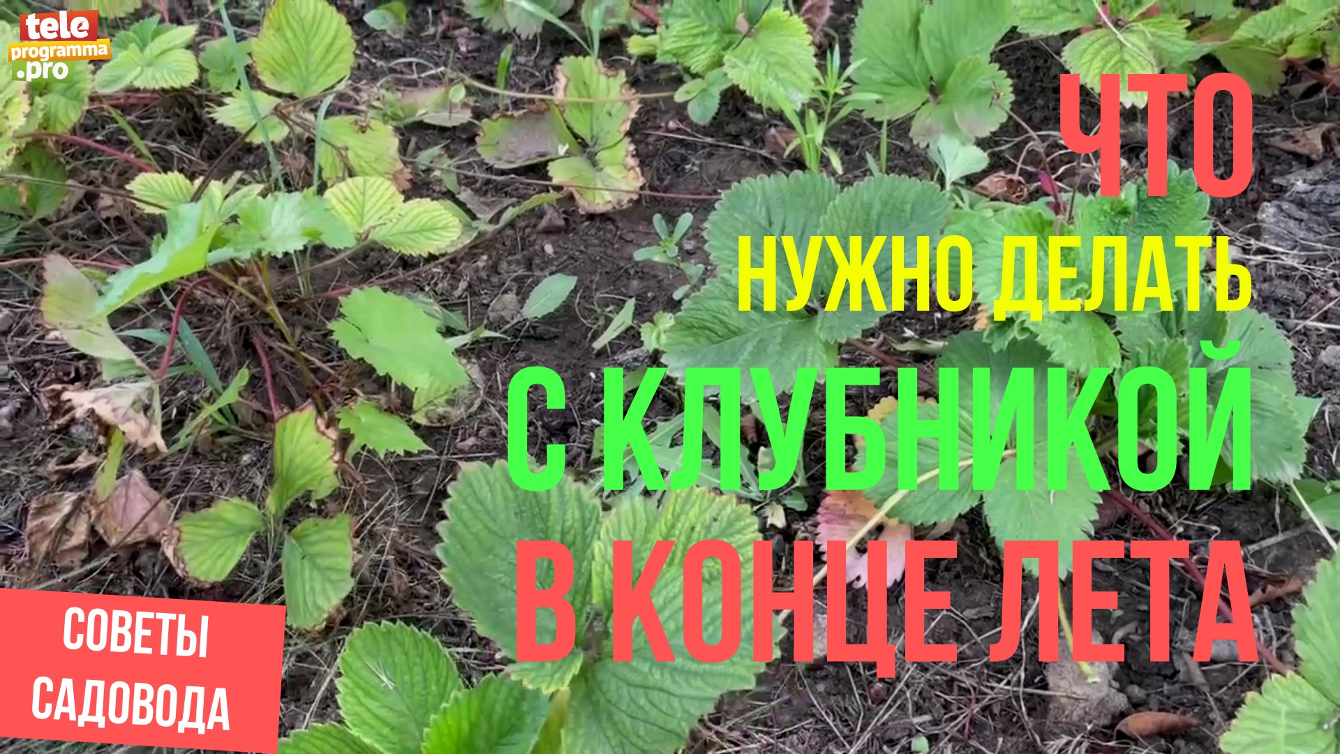 Как ухаживать за клубникой в конце лета смотреть онлайн