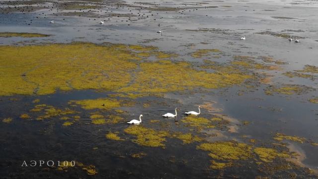 Лебеди на пруду в Березниках - АЭРО100 смотреть онлайн