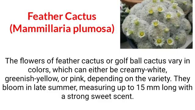 10 BEST TYPES OF CACTUS PLANT #CACTUSPLANT #CACTUS #Indaylynne смотреть онлайн
