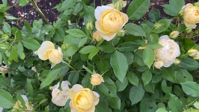 ? David Austin's Vanessa Bell Rose смотреть онлайн