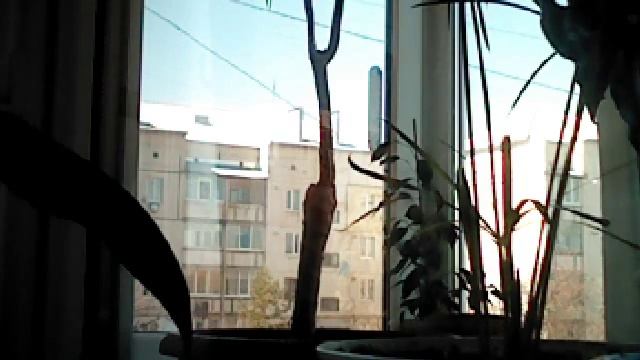 Видео с веб-камеры. Дата: 6 апреля 2014 г., 12:15.