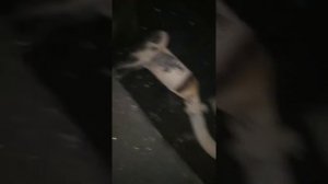 Паук 4-2-1 в ваз 2110 доработка выхлопной системы