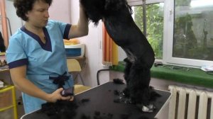 Привью Урок по стрижке Американского Кокер-спаниеля