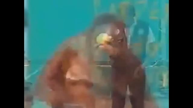 Обезьяны чудят, ДИКАЯ РЖАКА! Подборка ехидных приматов смотреть онлайн