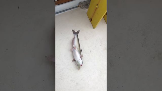 Family fishing 7 смотреть онлайн