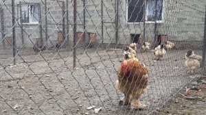 куры голубой Кохинхин особенности разведения