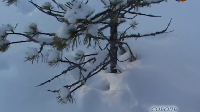 "Зимние следы, заказник "Верхне - Кондинский",@заповедник "Малая Сосьва, 2020 смотреть онлайн
