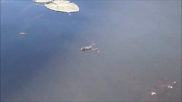 УТРО НА РЕКЕ УРАЛ смотреть онлайн