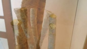 Драцена - Как сформировать крону