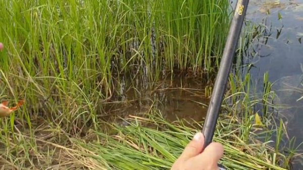 Рыбалка на червя Дендробена Dendrobaena, ловля Плотвы ( сорожки ) Поклёвки | Fisher Way