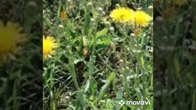 Розочка и Сорняк. Стихи для души.автор Светлана Григорьева Голик смотреть онлайн