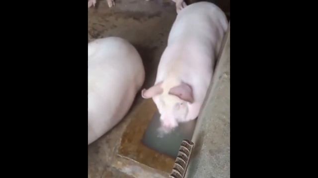 СВИНТУС ПРИШЕЛ! смотреть онлайн