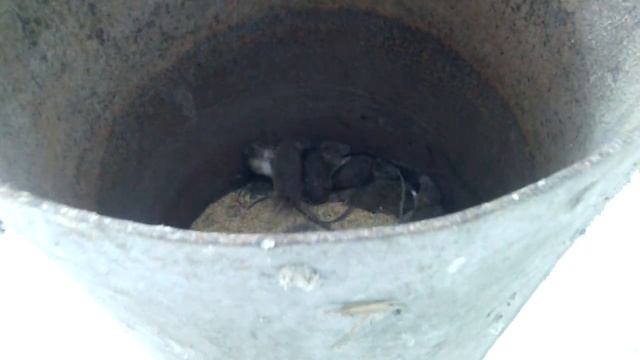 Крысы в бочке смотреть онлайн