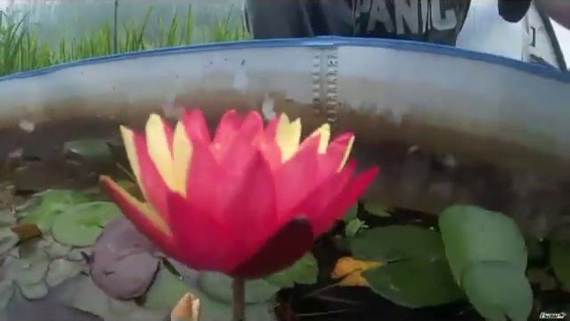Nymphaea Wanvisa Двухцветная кувшинка для пруда, самая оригинальная из нимфей! смотреть онлайн