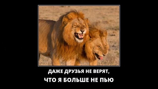 Веселые картинки. Приколы про львов. Прикольные львицы. смотреть онлайн