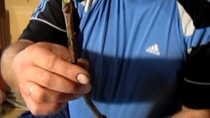 Проращивание чубуков винограда на воде.Часть 1