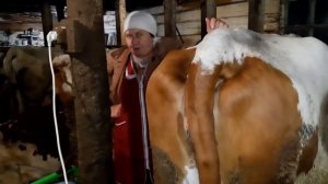 КОРОВНИК НА 20 КОРОВ! 10 ТЕЛЯТ. УХОД ЗА КОРОВАМИ БЕЗ НАЁМНОЙ СИЛЫ.