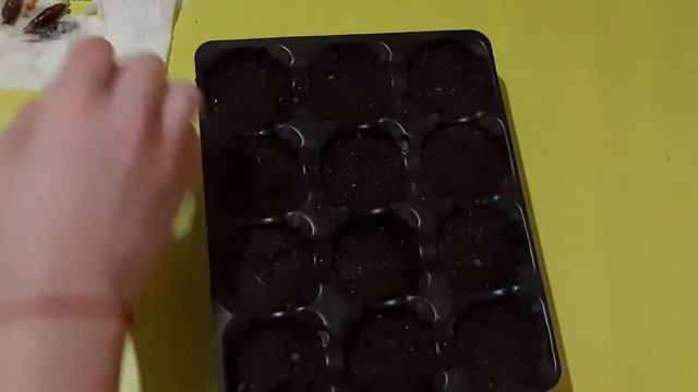 Выращивание из семян: кофе, финики, помело и бархатцы смотреть онлайн